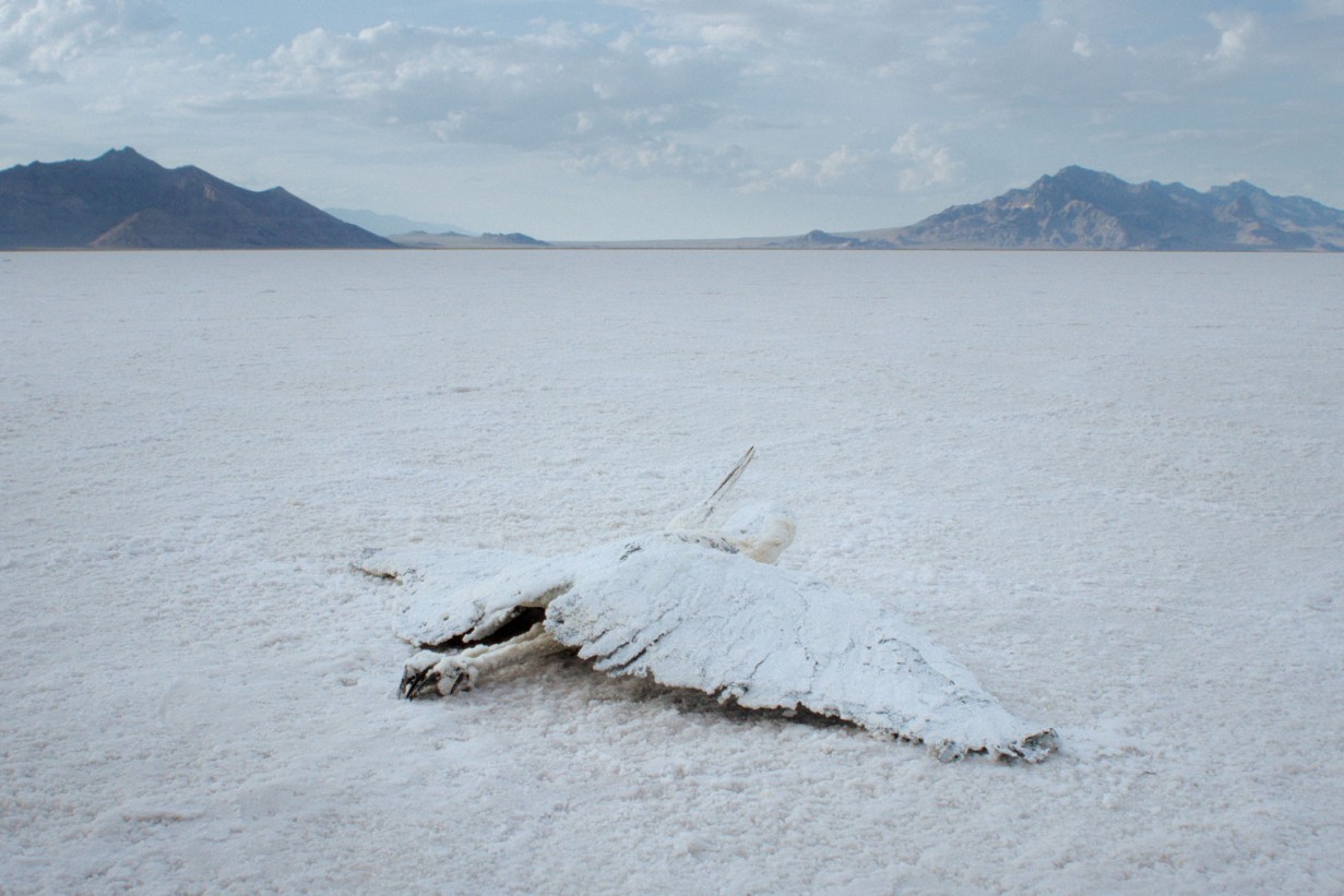 A dead bird lies on the ground in the desert, bird's eye view.