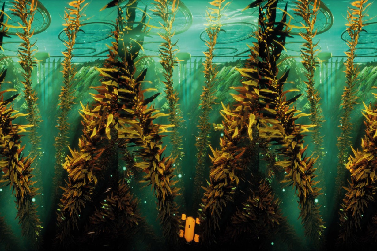 Eine große Gruppe von Pflanzen im Ozean, aufgenommen von unter der Wasseroberfläche